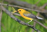 Prothonotary Warbler