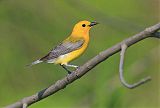 Prothonotary Warbler