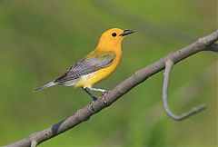 Prothonotary Warbler