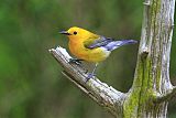 Prothonotary Warbler