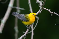 Prothonotary Warbler