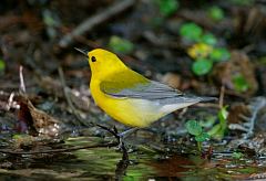 Prothonotary Warbler