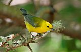 Prothonotary Warbler