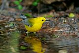 Prothonotary Warbler