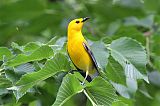 Prothonotary Warbler