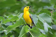 Prothonotary Warbler