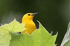 Prothonotary Warbler