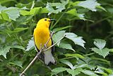 Prothonotary Warbler