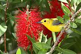 Prothonotary Warbler