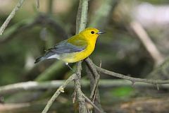 Prothonotary Warbler