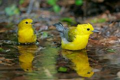 Prothonotary Warbler