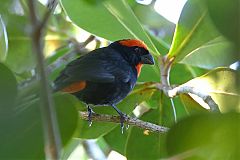 Puerto Rican Bullfinch
