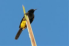 Puerto Rican Oriole
