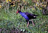 Australasian Swamphen