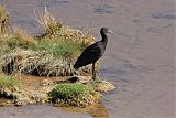 Puna Ibis