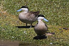 Puna Teal