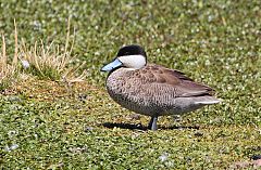 Puna Teal