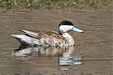 Puna Teal