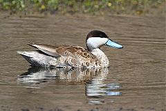 Puna Teal