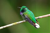 Purple-bibbed Whitetip