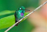 Purple-bibbed Whitetip