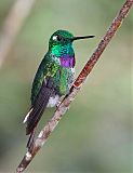 Purple-bibbed Whitetip