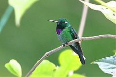Purple-bibbed Whitetip