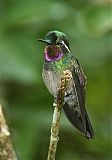 Purple-throated Mountain-gem