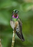 Purple-throated Mountain-gemborder=