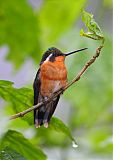 Purple-throated Mountain-gemborder=