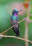 Purple-throated Mountain-gemborder=