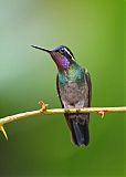 Purple-throated Mountain-gem