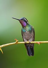 Purple-throated Mountain-gem