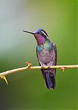 Purple-throated Mountain-gemborder=