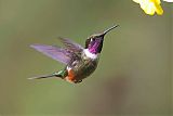 Purple-throated Woodstarborder=