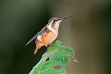 Purple-throated Woodstar