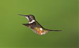 Purple-throated Woodstarborder=