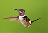 Purple-throated Woodstarborder=