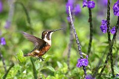 Purple-throated Woodstar