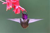 Purple-throated Woodstarborder=