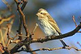 Purple Finch