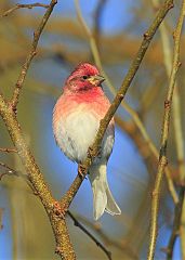 Purple Finch