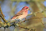 Purple Finch