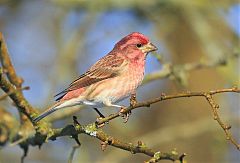 Purple Finch