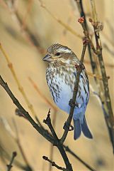 Purple Finch