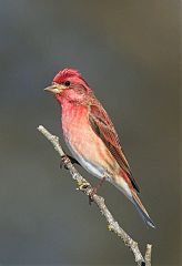 Purple Finch