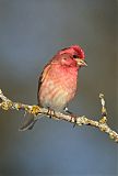 Purple Finch