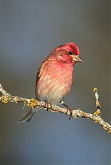 Purple Finch