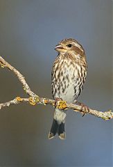 Purple Finch