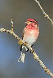 Purple Finch